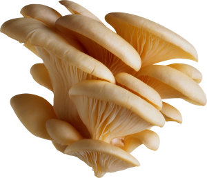 White mushrooms PNG image-3206